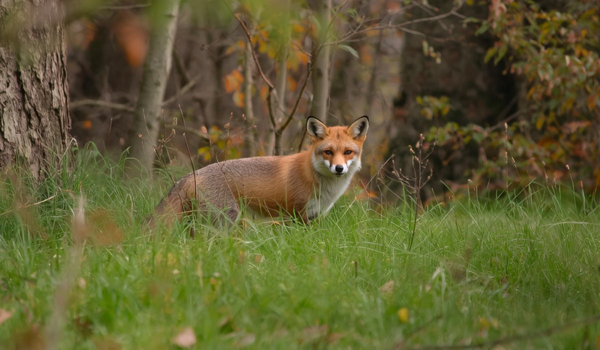 Veszett állat Tarpa településen